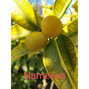 Nameïwa