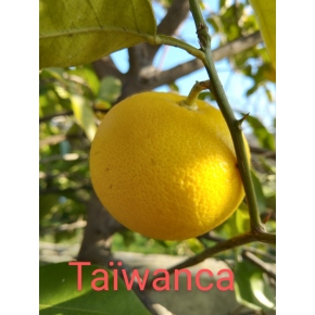 Taiwanica