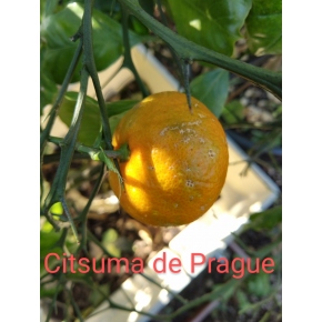 Citsuma de Prague