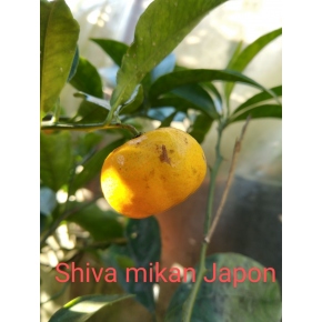 Mandarine Shivamikan Japan