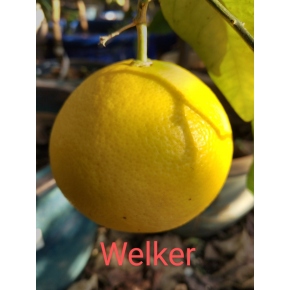 Pomelo Welker