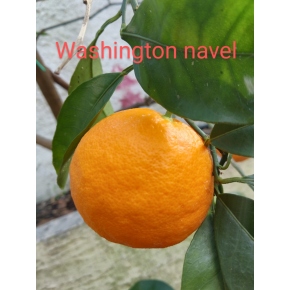 Washington navel