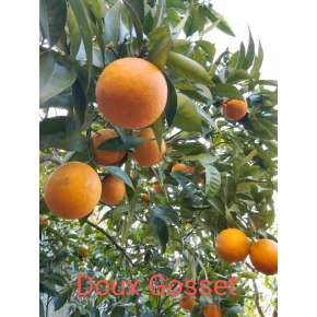 Oranger doux Gosset
