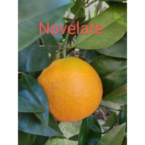 Oranger Navelate