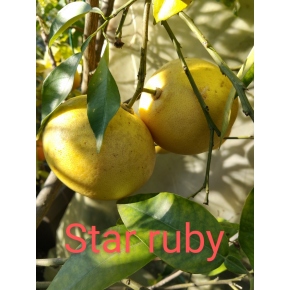 Pomelo Star Ruby