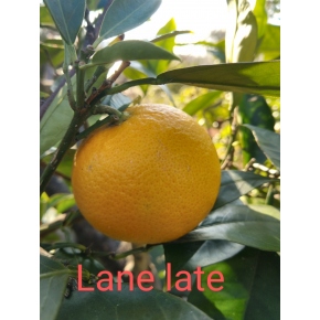 Oranger Lanelate