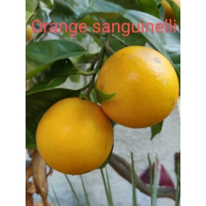 Oranger Sanguinelli
