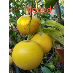 Pomelo Rio Red