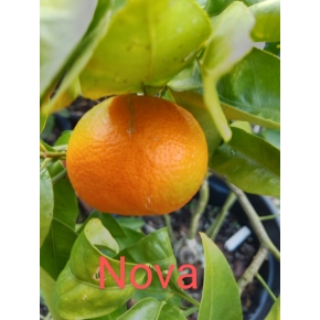 Nova