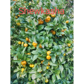 Mandarine Shewkasha