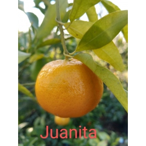 Juanita