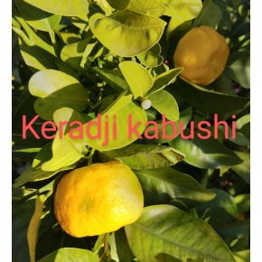 Mandarine Keraji Kabushi