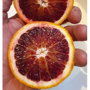 Oranger Moro