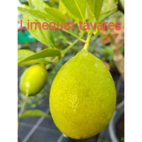 Limequat Tavarès