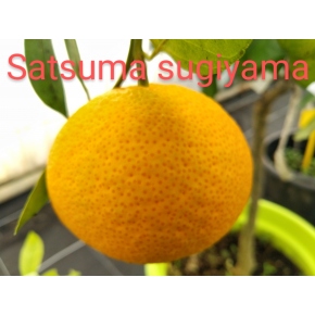 Sugiyama