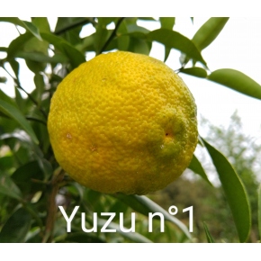 Yuzu n°1