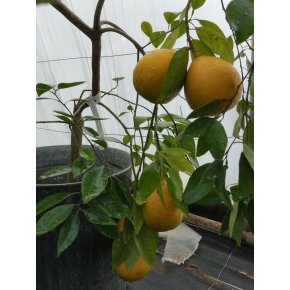 Ichang lemon x sinensis Auline