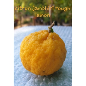 Citronnier Jambhiri