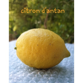 Citronnier Antan