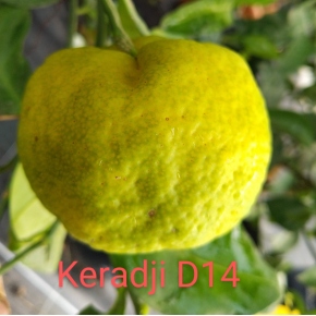 Mandarine Keraji D14