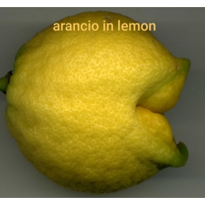 Citronnier Arancio in Limon