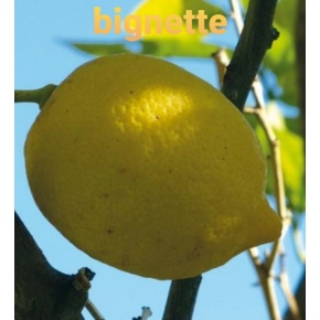 Citronnier Bignette (menton)