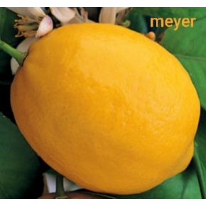 Citronnier Meyer